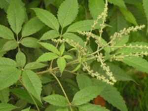 牡荆沥