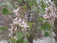 泡桐