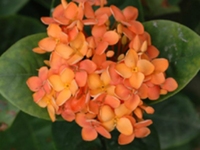 龙船花根