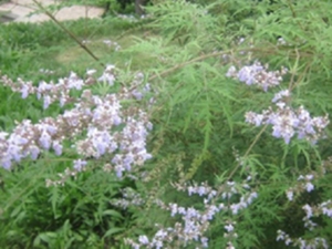牡荆茎