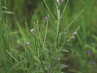 柳叶菜根