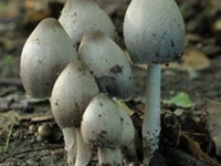 墨汁鬼伞