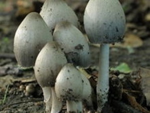 墨汁鬼伞