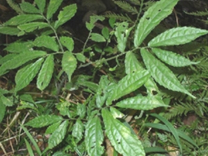 裂序楼梯草