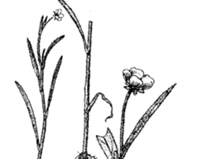 披针叶毛茛
