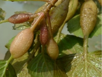 菱蒂