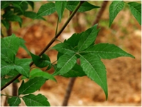 黄荆枝