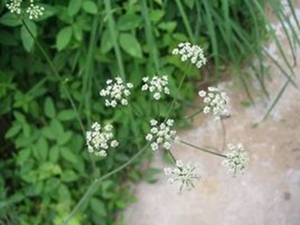 防风花