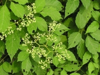 母猪菜