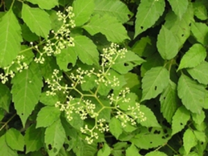 母猪菜