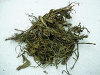 灵香草