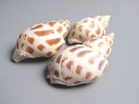 东风螺壳