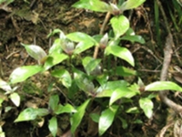 脉耳草