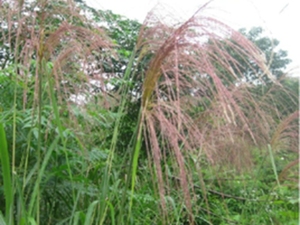 芒根