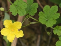 苦瓜花