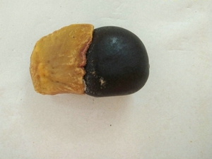 缅茄