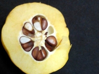 榠樝