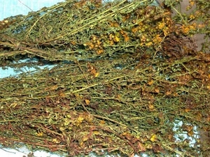 贯叶金丝桃