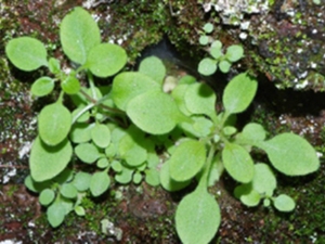 光板猫叶草