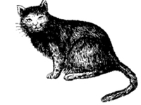 猫皮毛