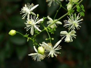 风藤草根