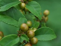 黄茶根