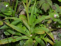 光肺筋草