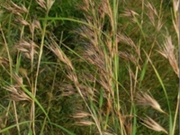 黄背草