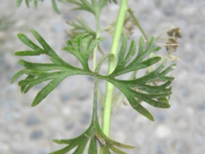 飞燕草