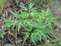 裂叶堇菜