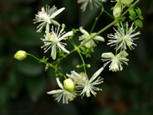 风藤草