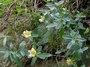 黄花母根