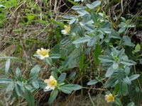 黄花母根