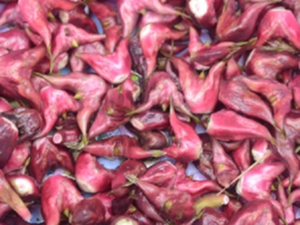 菱壳