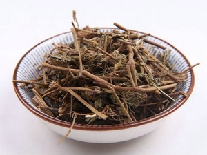 飞扬草