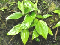 二仙桃