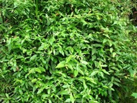 东风草