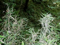 簝叶竹根