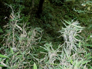 簝叶竹根