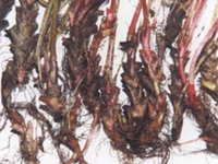 麦穗七