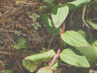 广布柳叶菜