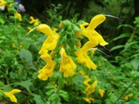黄花鼠尾草