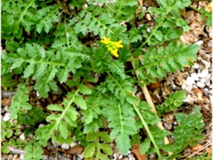 风花菜