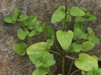光风轮菜