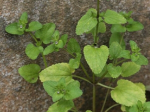 光风轮菜
