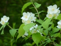 堇叶山梅花
