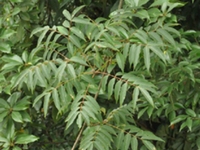 木蜡树根