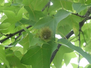 枫香树根