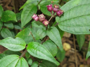 偏瓣花根