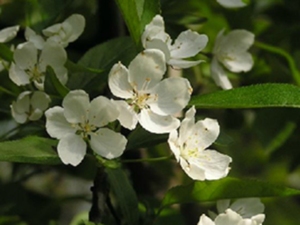 毛山荆子